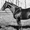 Man o' War