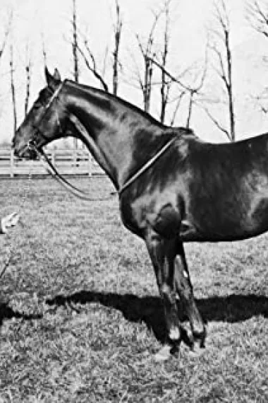 Man o' War